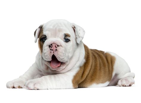 #1 | Bulldog Puppies For Sale In California