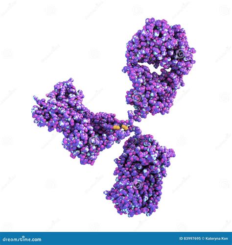 Molecular Model Of Antibody Stock Illustration Illustration Of