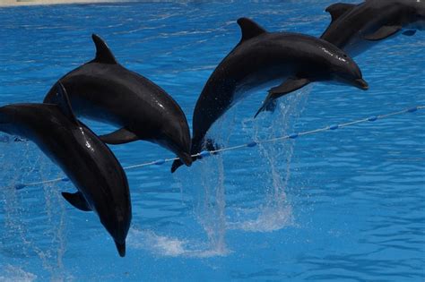 Nado Con Delfines En Canc N E Isla Mujeres