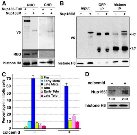 The Nup155 Mediated Organisation Of Inner Nuclear Membrane Proteins Is