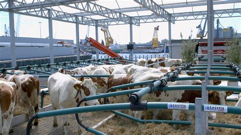 A Milk Robot Allows Cows To Be Milked As They Choose