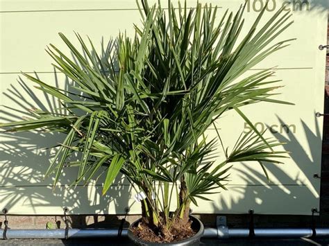 Trachycarpus Fortunei Mehrst Mmig Ca Cm Tropic Trees