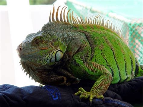 Basic Information Sheet Green Iguana Lafebervet