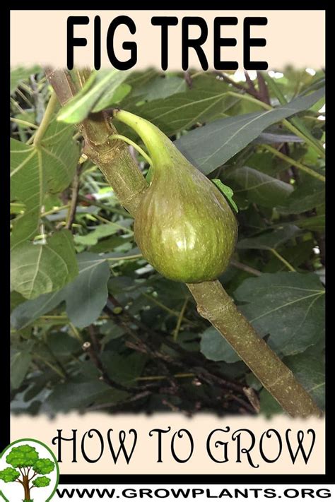 Fig tree - How to grow & care