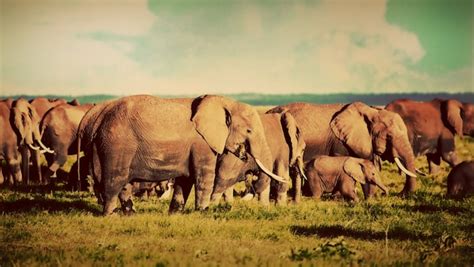 Free Photo | Herd of elephants