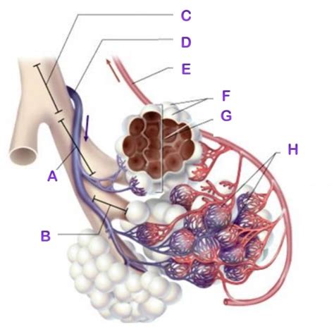 The Alveoli Diagram Quizlet