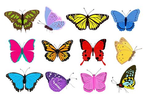 Big Collection Of Colorful Butterflies Different Shapes And Colors Exotic Tropical Insects