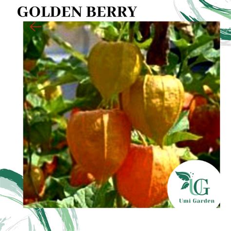 Jual 30 Biji Benih Buah Ciplukan Kuning Golden Berry Cecendet Shopee