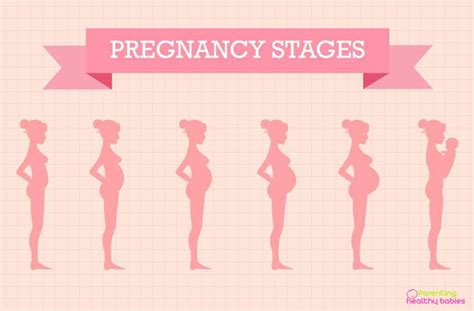 stages of pregnancy