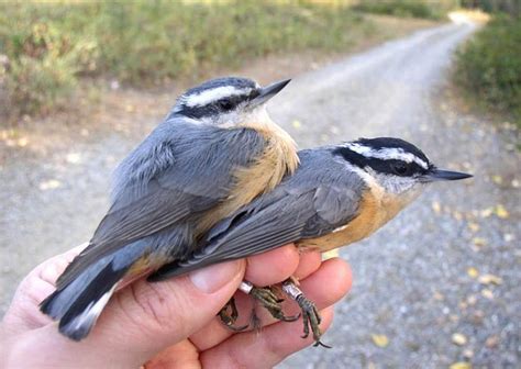 Red Breasted Nuthatches Alaskaorg