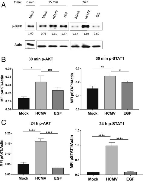 Hcmv Induced Signaling Through Gbegfr Engagement Is Required For Viral