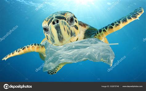 Turtle Eating Plastic Bag