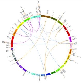 Synteny Analysis Of Sbt Genes Between Pineapple And Arabidopsis