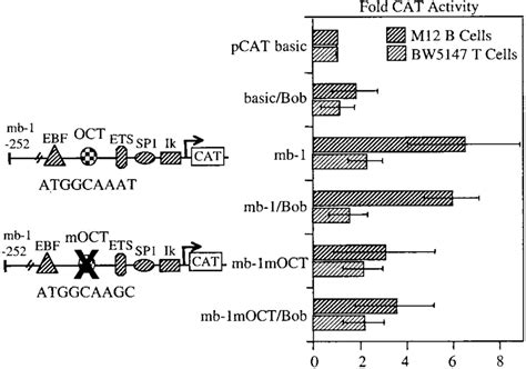 Bob1 Does Not Transactivate The Mb 1 Promoter Mb 1 In B Cells Or T Download Scientific