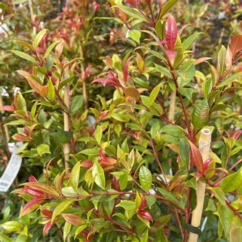 Syzygium Australe Hedgemaster Springvale Garden Centre