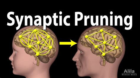 Synaptic Pruning Animation Youtube