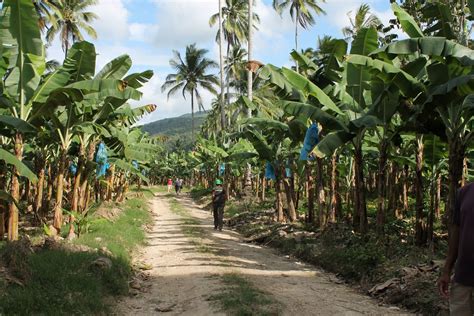 Banana Plants Jamaica Island Jamaica Living In Jamaica