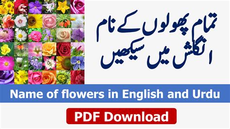 Name Of Flowers In English And Urdu Ilmgaah