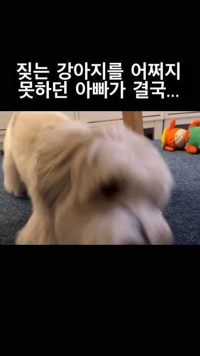 짖는 강아지를 어쩌지 못하던 아빠가 결국 Cotondetulear Puppy 멍멍이 반려견 Cutedog 강아지