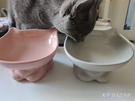 新手养猫必备攻略 知乎