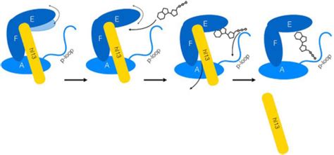 The C Terminal Helix Of Pseudomonas Aeruginosa Elongation Factor Ts