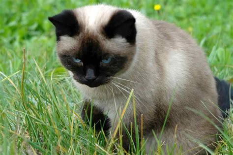 What Can I Expect From A Siamese Kitten: A Curious Owner’s Guide ...