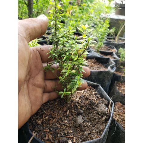 Jual Bahan Bonsai Pohon Serbin Micro Tanaman Seribu Bintang Import