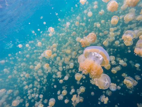 Jellyfish Lake In Palau 2024 2025 Rove Me