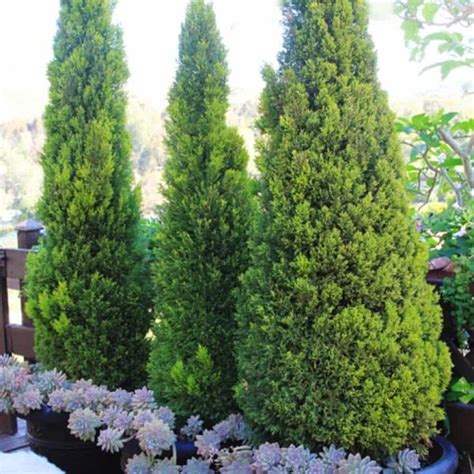 How To Grow And Care For Lemon Cypress Trees