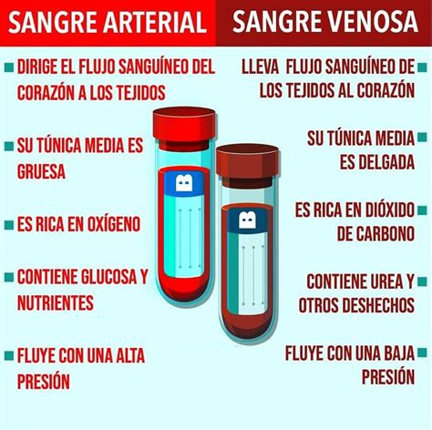 Diferencia Entre Sangre Arterial Y Venosa Cosas De Enfermeria