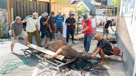 Masjid Al Ikhlas Prima Griya Sembelih 7 Ekor Sapi Kurban Herald Sulsel