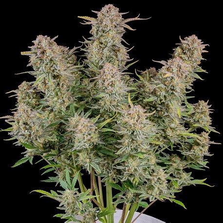 Graines De Cannabis Bruce Banner Auto Fast Buds Villabafo