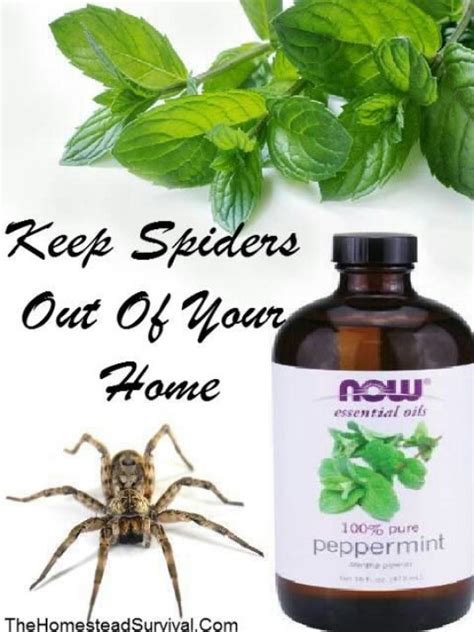 Spider Repellent Peppermint Oil Recipe Peppermint Natural Cleaning