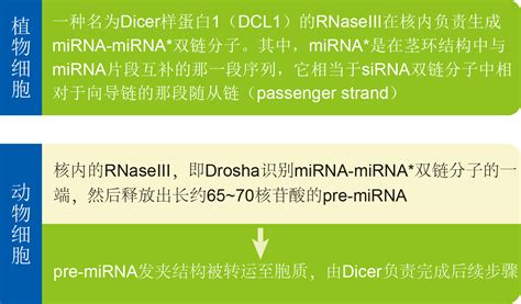 Mirna的生物发生 技术专题停用 广州赛诚生物科技有限公司 服务于您的核心利益！