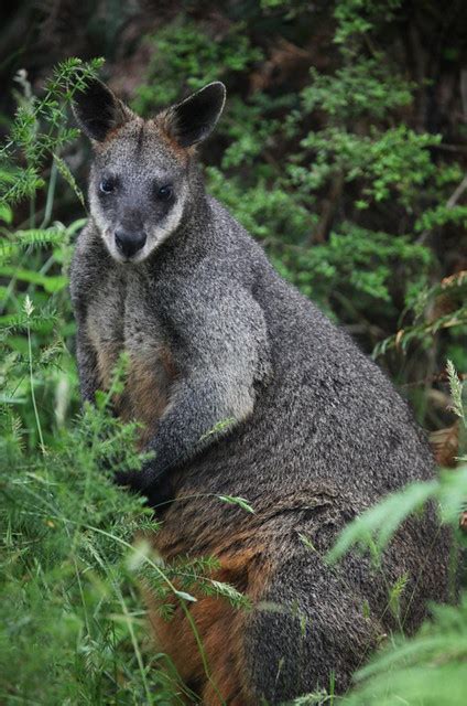 Wallabia Bicolor Swamp Wallaby Wallaby De Pantano O Negro… Flickr