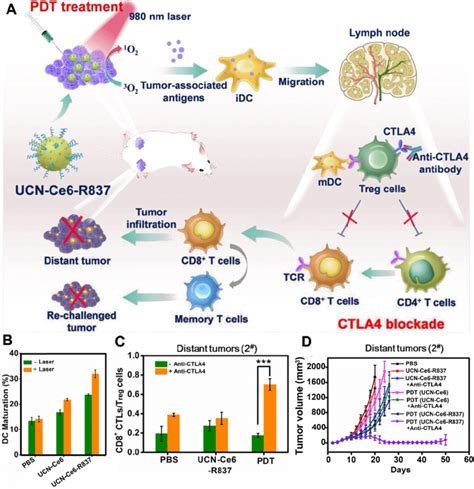 Upconversion NPs For PDT Driven Cancer Immunotherapy A Schematic