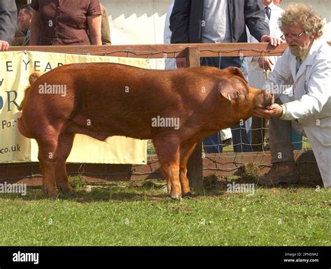 yorkshire duroc  res stock photography  images alamy