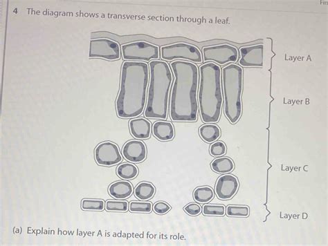 Solved Fin 4 The Diagram Shows A Transverse Section Through A Leaf A