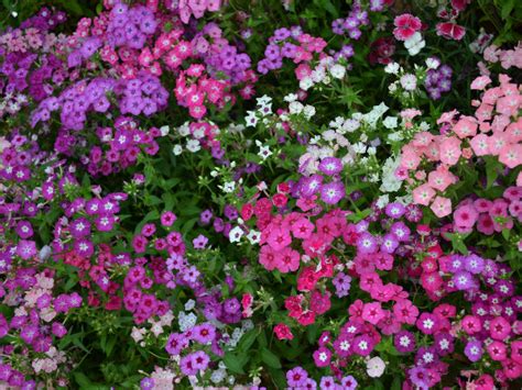 A Riot of Colours at Lal Bagh Flower Show 2014 - Nativeplanet