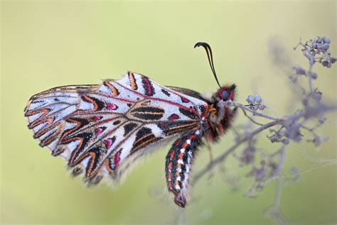 Free Images Wing Flower Insect Moth Butterfly Flora Fauna