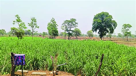 घट रहा गन्ना रकबा अब एक हजार हेक्टेयर रह गया धान की खेती में बढ़ा