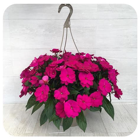 New Guinea Impatiens Hanging Basket - Magenta - Davenport Garden Centre