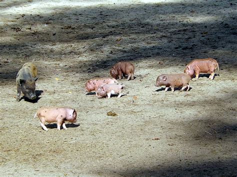 Microschweinferkel Tierpark Köthen Der Beutelwolf Blog