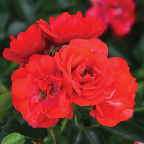 Flower Carpet Scarlet Rose | Gertens Garden Center