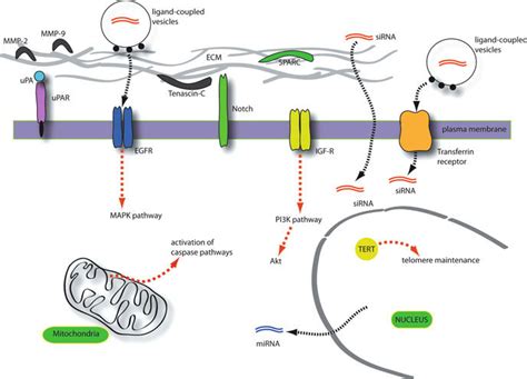 1 Primary Signaling Pathways And Extracellular Matrix Components That