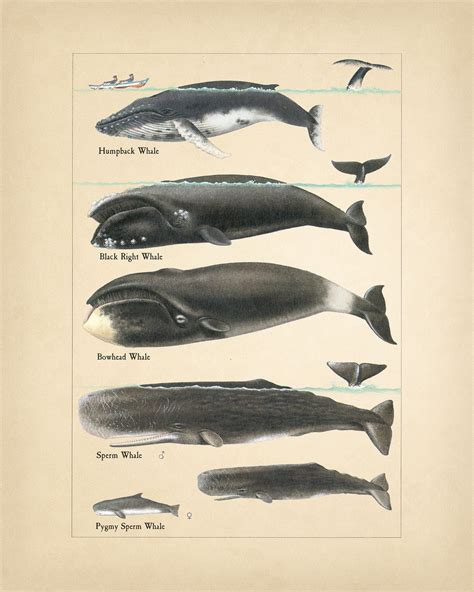 Humpback Whale Scientific Drawing