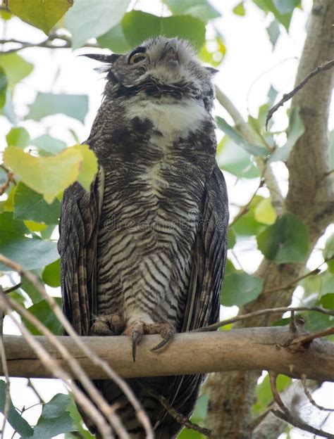 Hooting Owl 2 stock image. Image of barn, thinking, looking - 75923