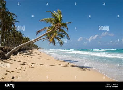 Playa Con Arena Blanca Y Palmeras De Coco Cocos Nucifera Punta Cana