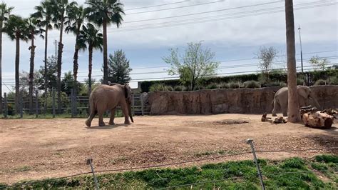 Tucson Reid Park Zoo Youtube