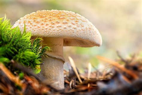 Amanita Citrina The Psychedelic Amanita Mushroom Cannadelics